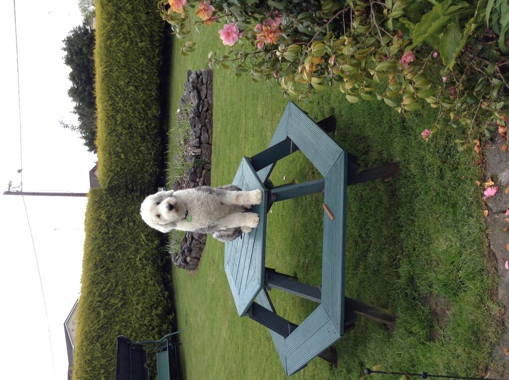 Riverwalk House B&B Oughterard Exteriör bild
